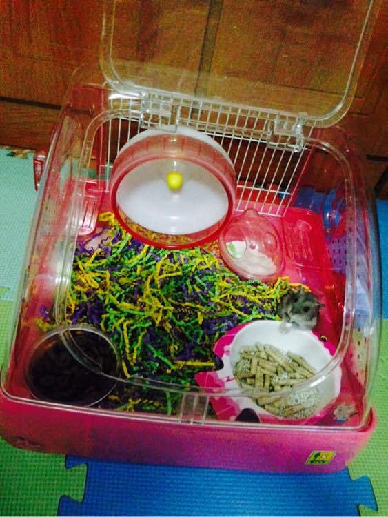 b体育:黑龙江省知识产权公共服务平台应用培训班在我校成功举办(图2) b体育