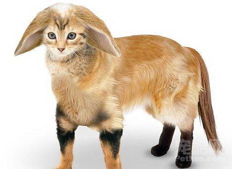 我校召开“不忘初心、牢记使命”主题教育总结大会‘b体育’(图1) b体育