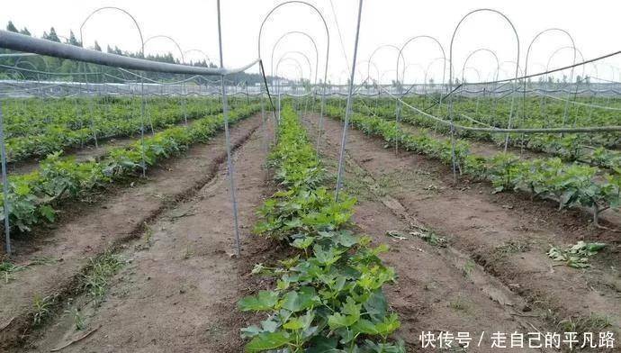 
全球公认投产最快的果树 当年栽种产量可达千斤 能一连收50年！“必一”(图2)