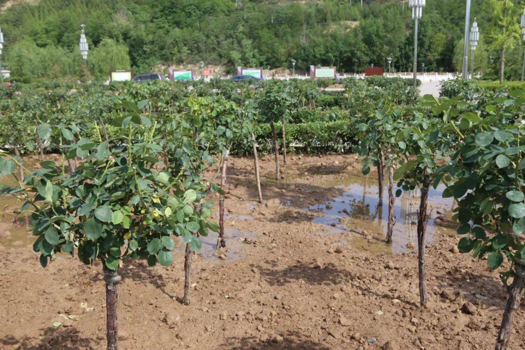 
【回眸“十三五” 展望“十四五”】加速生态林业建设 扮靓漂亮古豳大地-Bsports必一体育(图6)