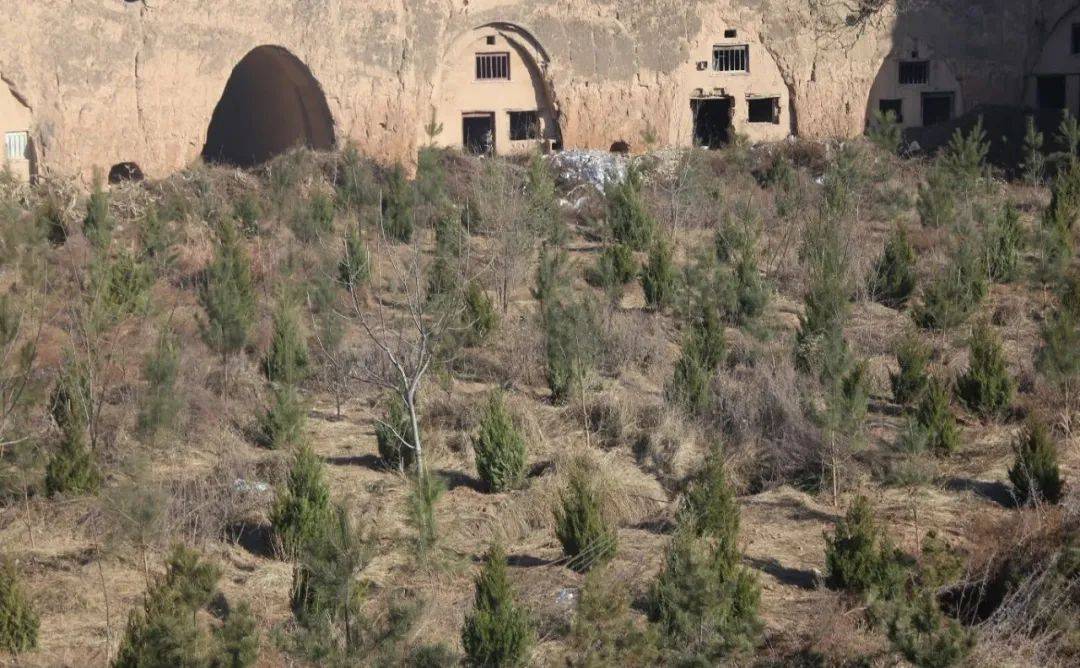 
【回眸“十三五” 展望“十四五”】加速生态林业建设 扮靓漂亮古豳大地-Bsports必一体育(图7)