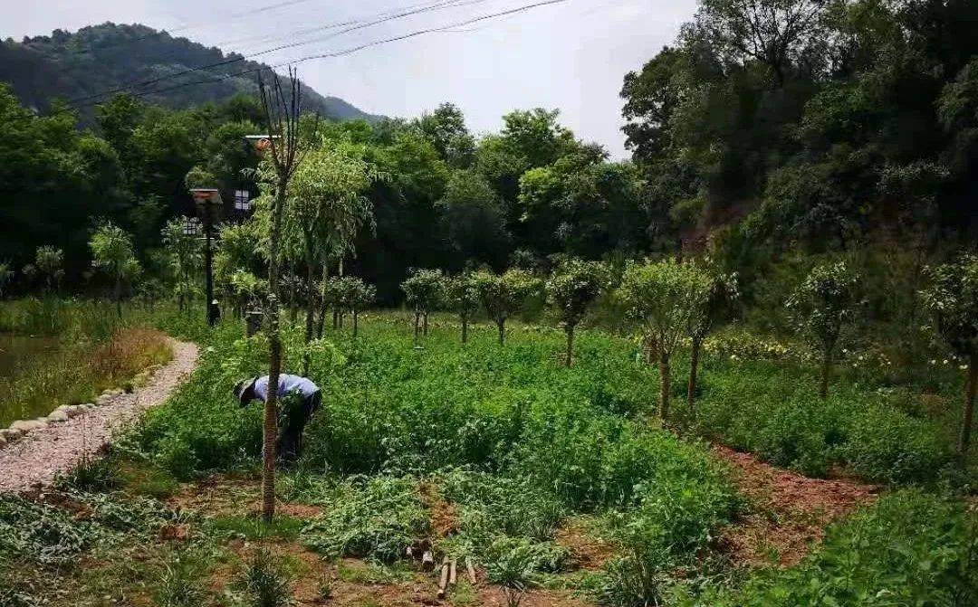 
【回眸“十三五” 展望“十四五”】加速生态林业建设 扮靓漂亮古豳大地-Bsports必一体育(图9)