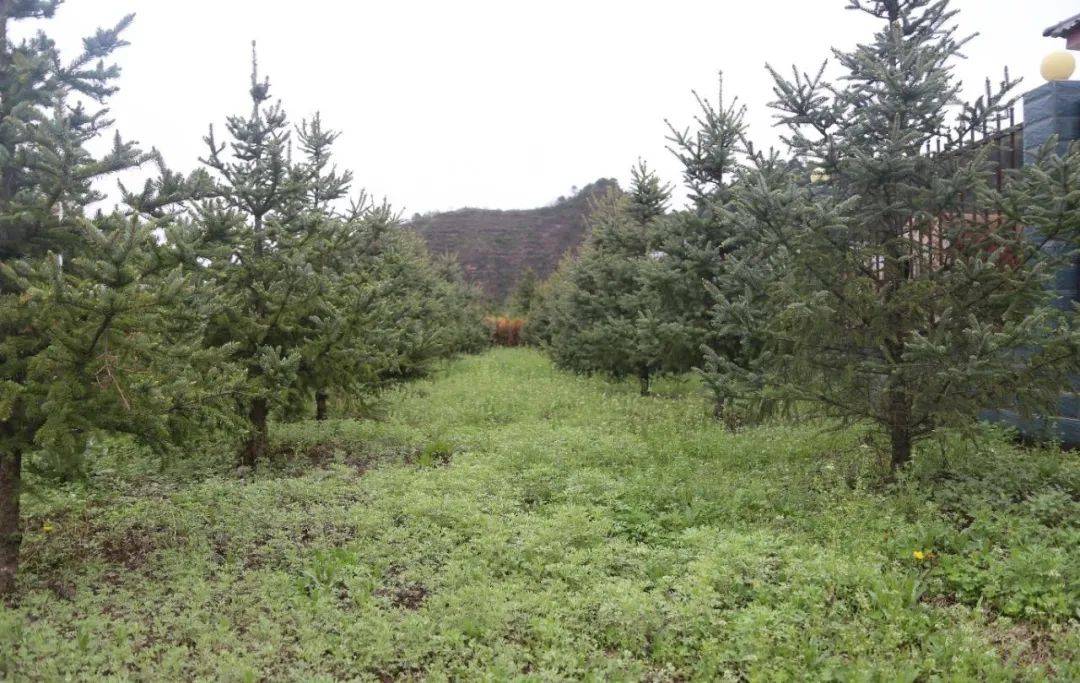 
【回眸“十三五” 展望“十四五”】加速生态林业建设 扮靓漂亮古豳大地-Bsports必一体育(图11)