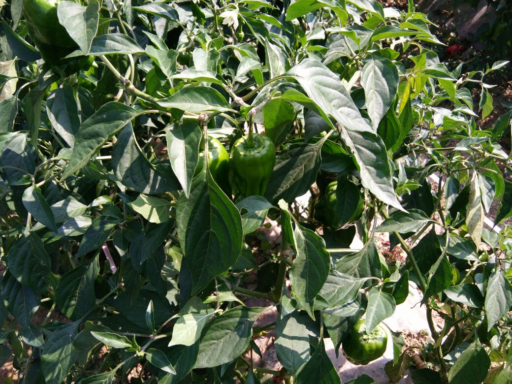 曹福亮校长出席第三届中医药现代化国际科技大会【必一】(图3) b体育